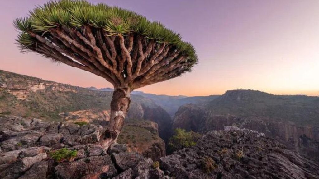 Socotra Island Yemen