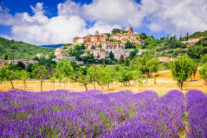 Lavender-Fields